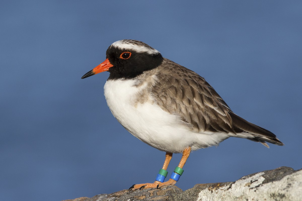 image Shore Plover
